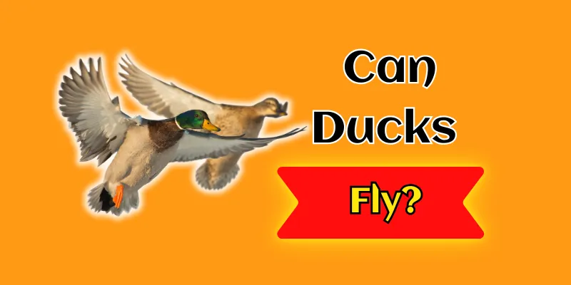 Can Ducks Fly? | Top Secrets of Duck Flight 1 Can Ducks Fly