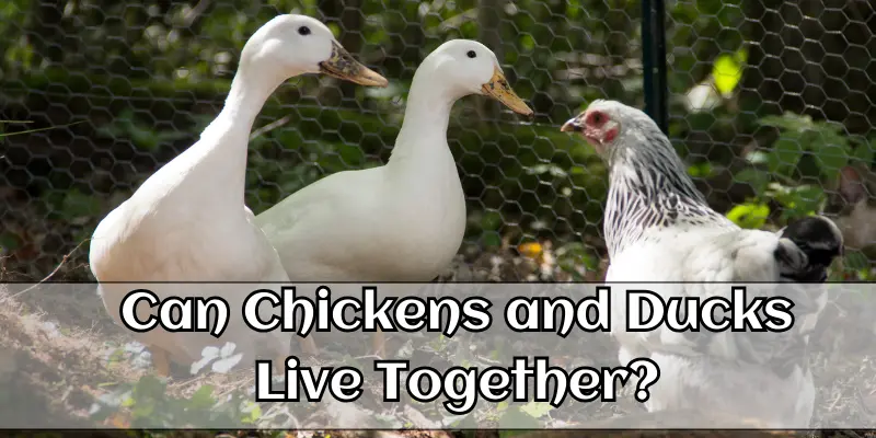 Can Chickens and Ducks Live Together? 1 Can Chickens and Ducks Live Together