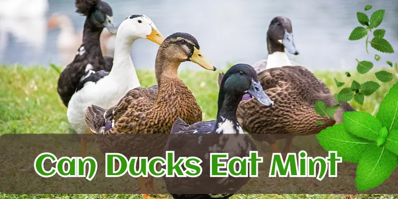 Can Ducks Eat Mint-Benefits, Risks, and Safe Feeding Tips 1 can ducks eat mint