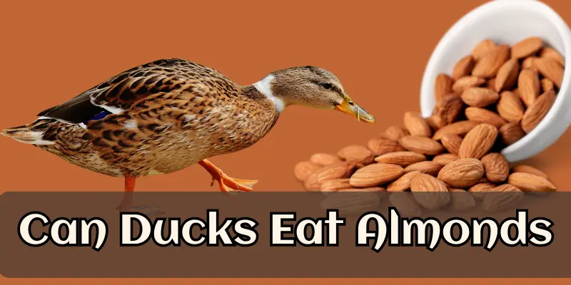 Can Ducks Eat Almonds - Is Safe or Toxic? 1 can ducks eat almonds