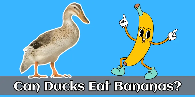 Can Ducks Eat Bananas? A Comprehensive Guide 1 Can Ducks Eat Bananas