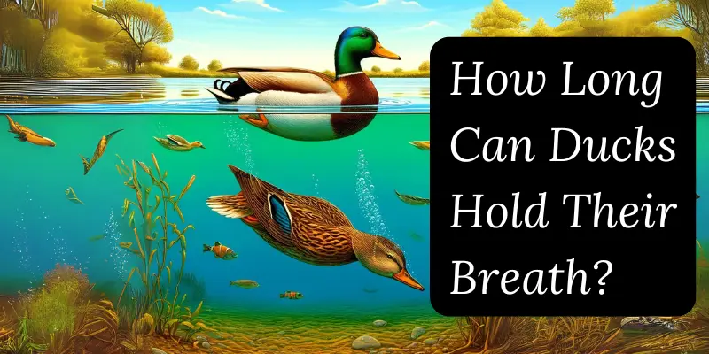 How long can ducks hold their breath